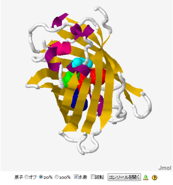 タンパク質のリボン表示